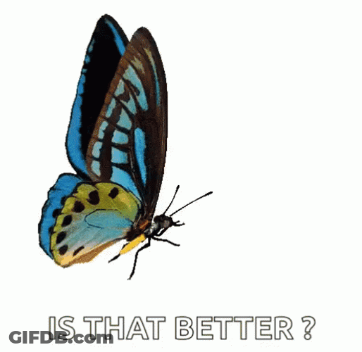 Flying Butterfly Is That Better GIF