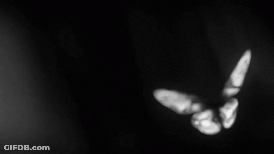 Flying Butterfly Knocked Loose Tear Fabric GIF