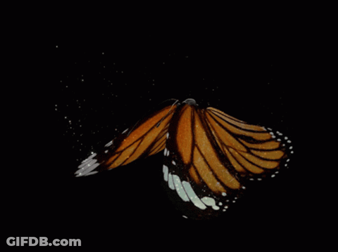 Flying Butterfly Sparkling Glowing GIF