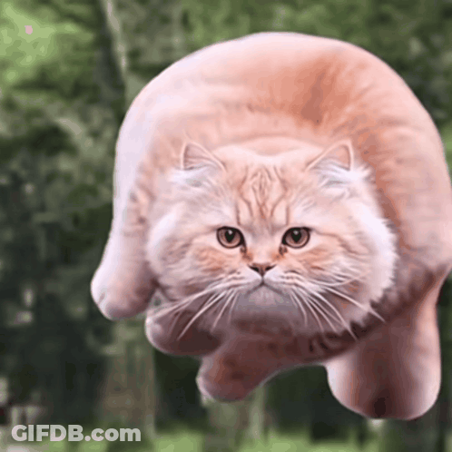 Flying Cat Looking At Camera GIF