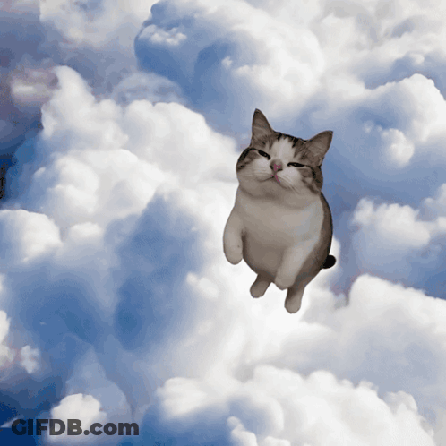 Flying Cat Looking At Camera GIF
