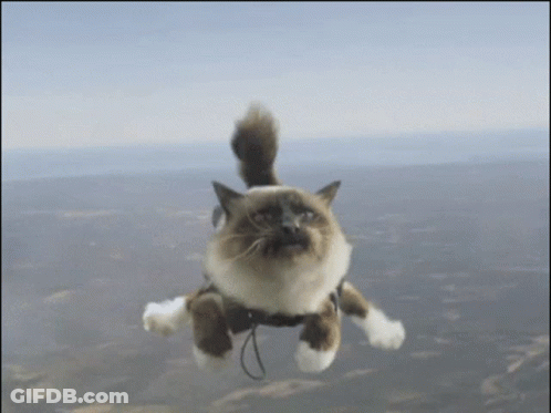 Flying Cat Wearing Collar GIF