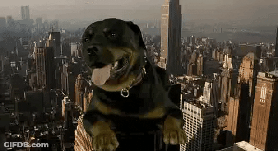Flying City Dog GIF