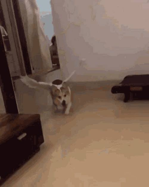 Flying Corgi Jump GIF