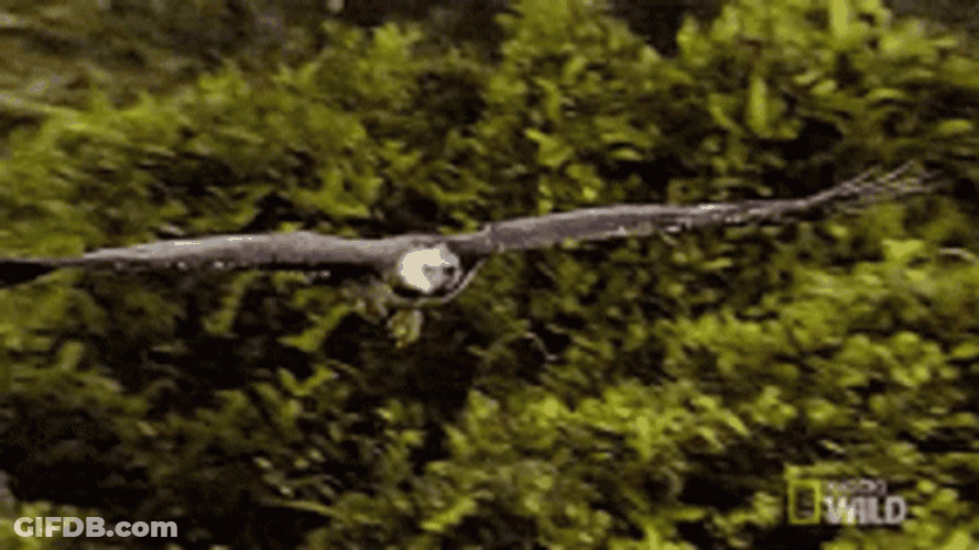 Flying Eagle Glide GIF