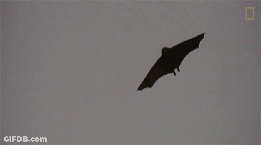 Flying Fox Bat Flapping Wings National Geographic GIF