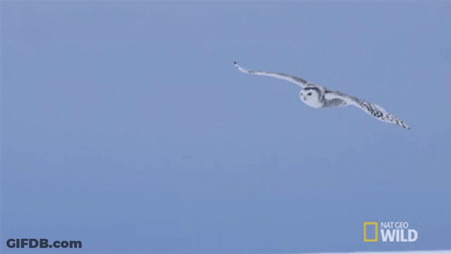Flying Hedwig On Sky GIF