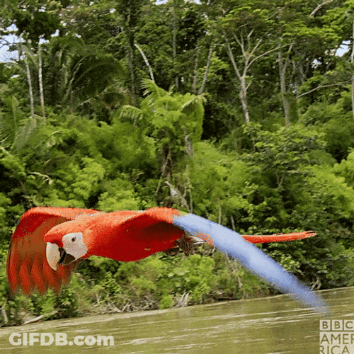 Flying Macaw Wings GIF
