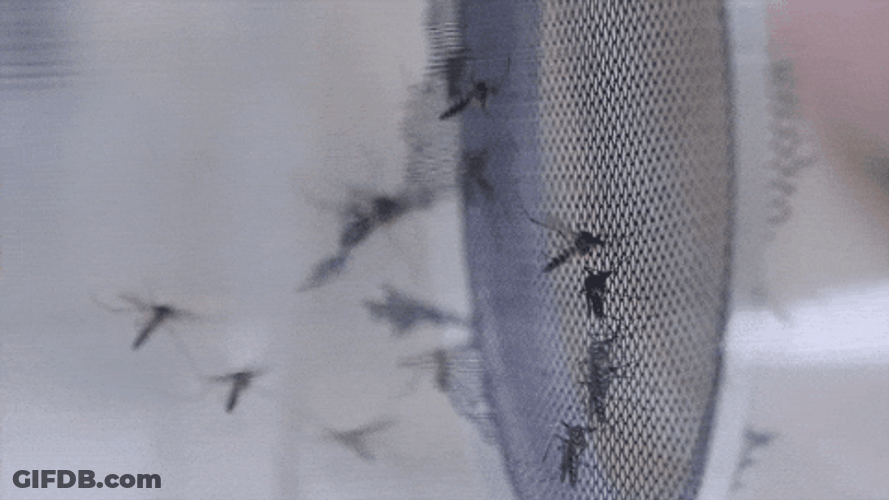 Flying Small Black Mosquito GIF