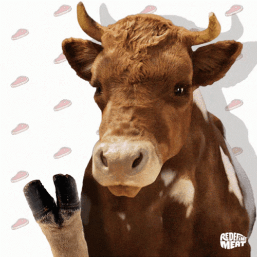 Fo Sho Hello Cow GIF