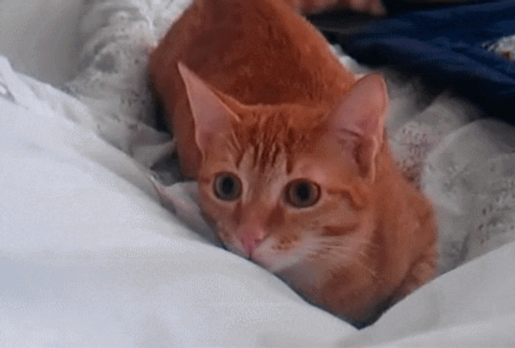 Focus Cat Concentrate GIF