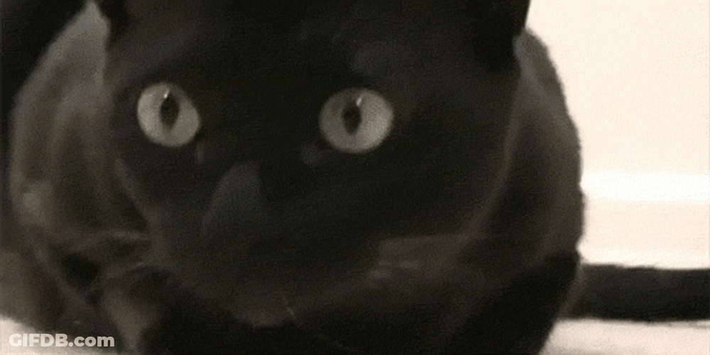 Focus Cute Cat Wide Eyes GIF