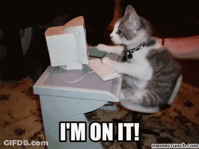 Focused Cute Cat Working On It GIF
