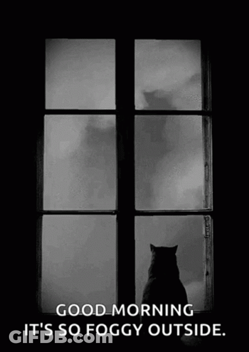Fog And A Cat GIF