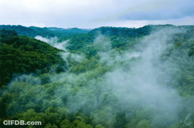 Fog In The Air GIF