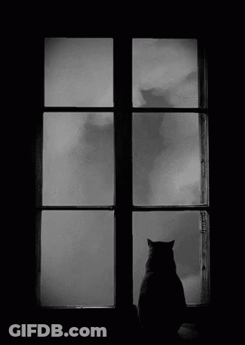 Foggy Cat GIF