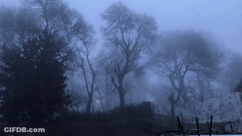 Foggy Forest With Leafless Trees And Fence GIF
