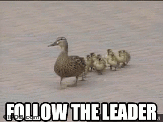 Follow The Mother Duck GIF