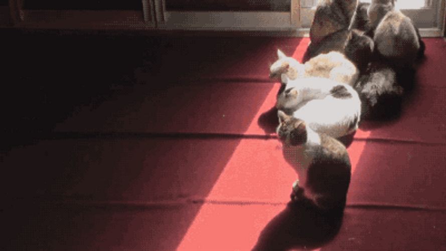 Follow The Sun Beam Cat Meme GIF