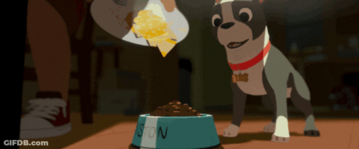 Food Coma Boston Terrier Thanksgiving GIF