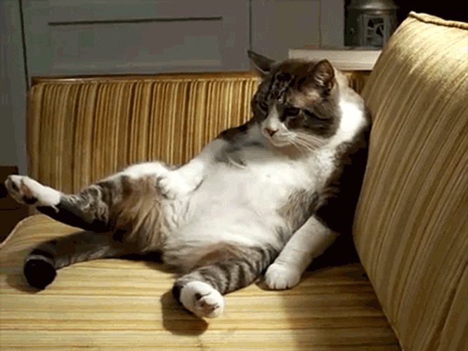 Food Coma Cat Sitting Full Tummy GIF