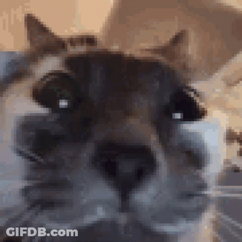 Fooling Around Huh Cat Meme GIF
