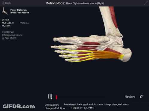 Foot And Ankle Muscles On Computer Screen GIF