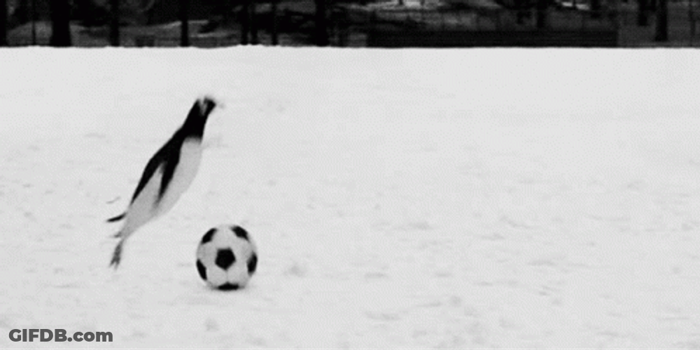 Football Funny Penguin GIF