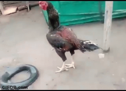 Football Player Number 22 GIF