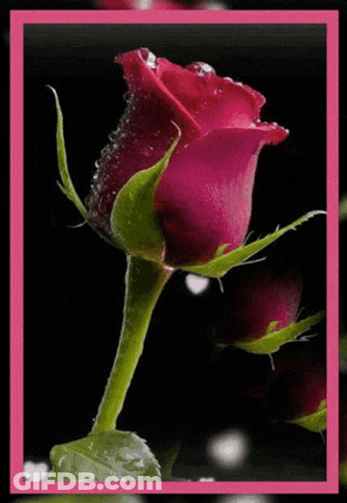 For You GIF
