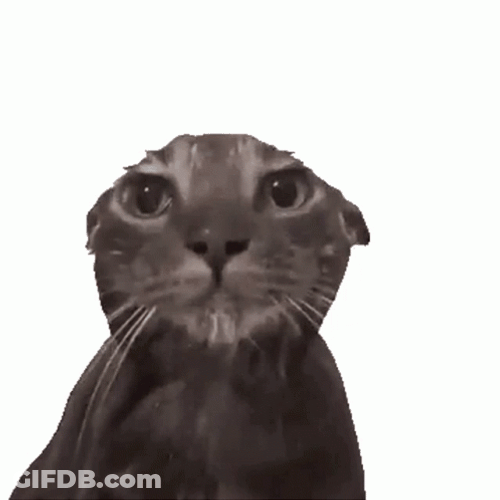 Forced To Bathroom Cat Screaming GIF