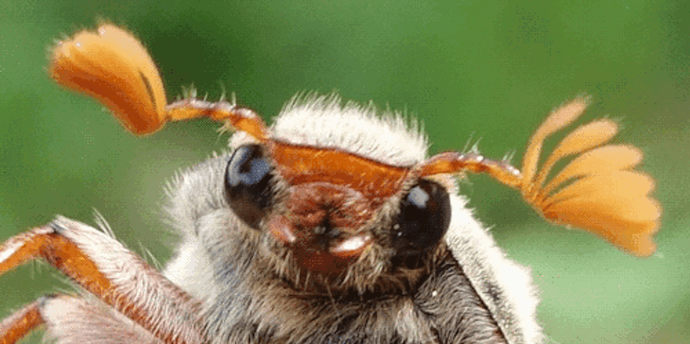 Forest Cockchafer Insect GIF