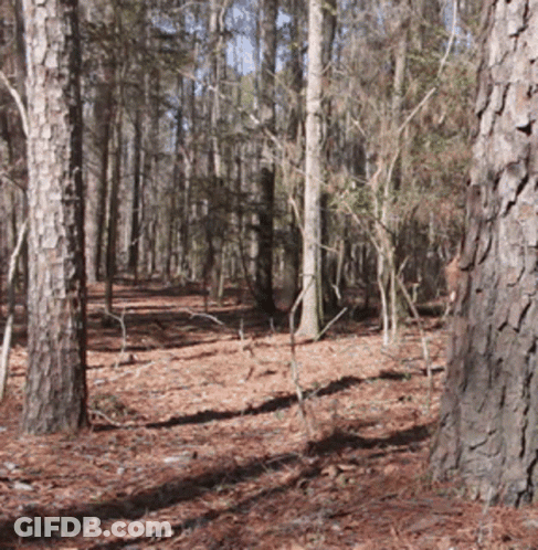 Forest Filled With Trees And Pine Needles GIF