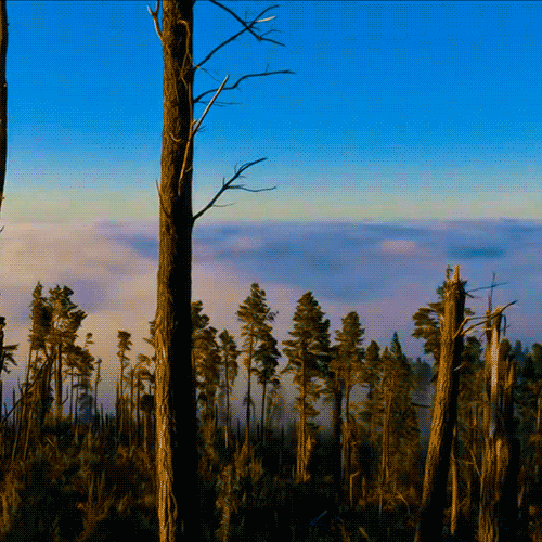 Forest Time Lapse Of Nature GIF