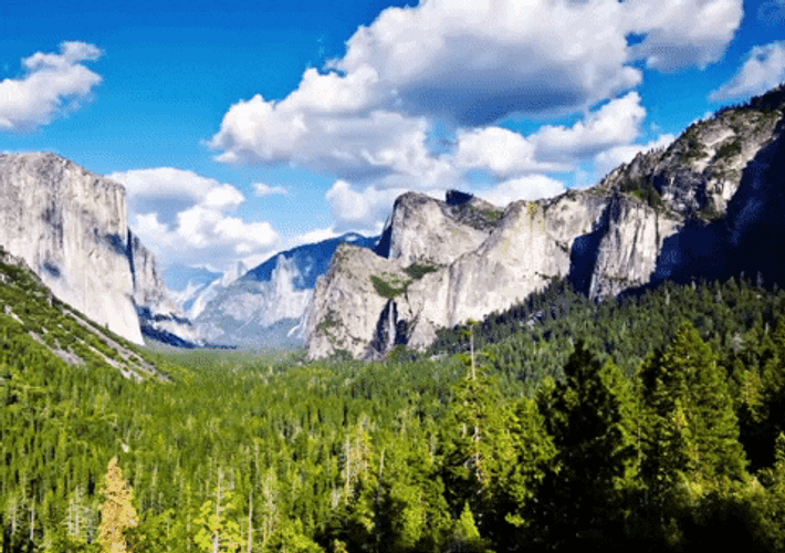 Forest Timelapse GIF