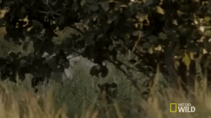 Forest Walking Hyena GIF