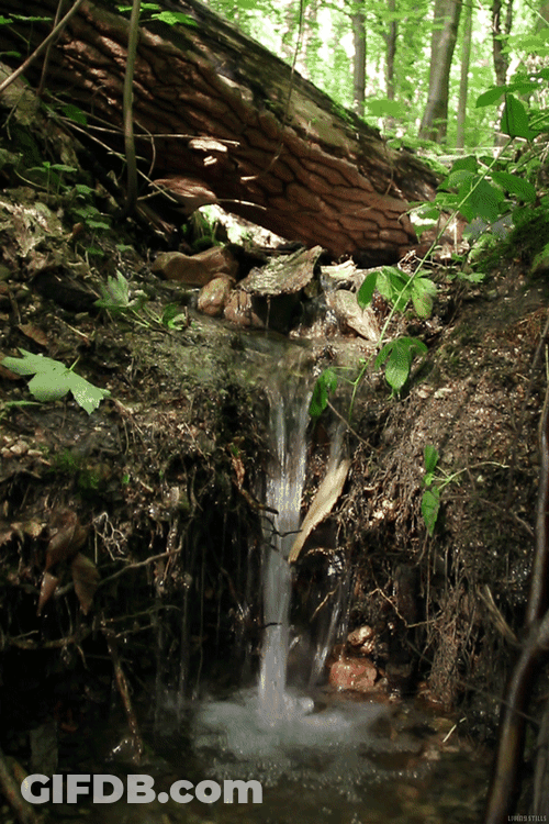 Forest Water Stream GIF