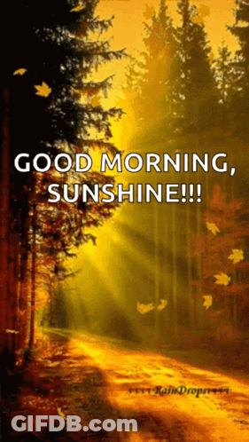 Forest With Good Morning Sunshine GIF