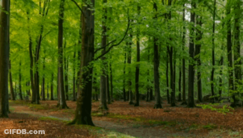 Forest With Lots Of Trees And Leaves GIF