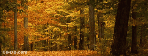 Forest With Lots Of Trees And Leaves GIF