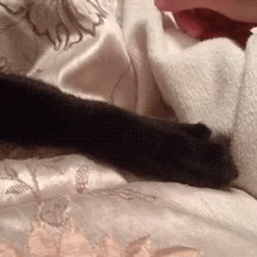 Forever Alone Cat Reject Hand GIF
