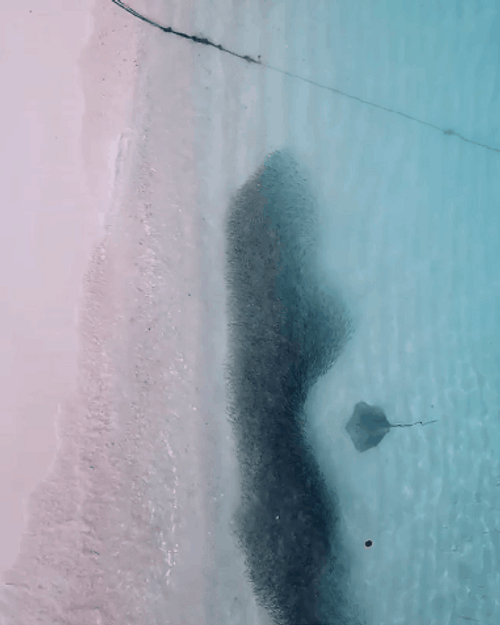 Forever Alone Stingray Beach GIF