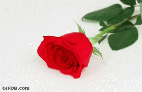 Fork Sticking Out Of Red Rose GIF