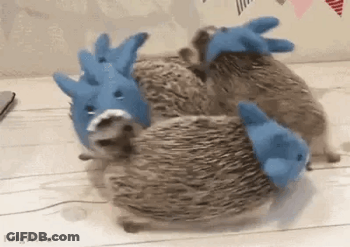 Four Cute Hedgehogs GIF