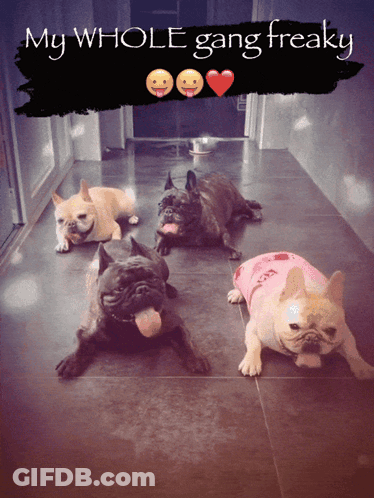 Four French Bulldogs Are Laying On A Tiled Floor With The Caption " My Whole Gang Freaky " GIF