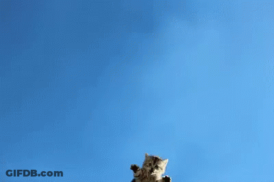 Four Kittens Jumping With Paws Up GIF