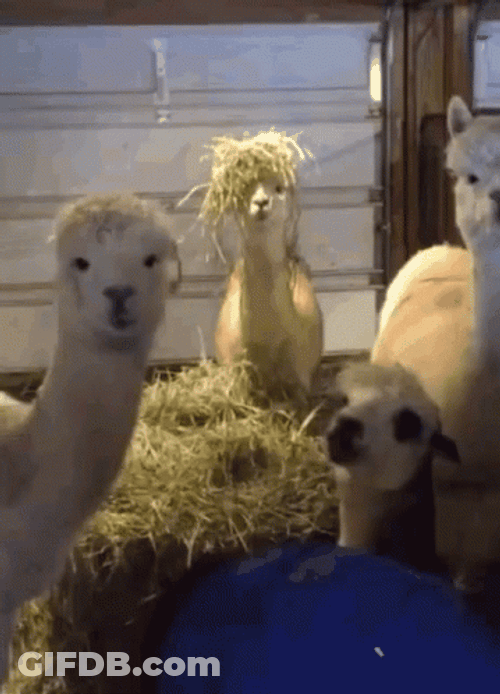 Four Llama Staring GIF