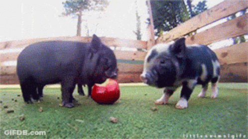 Four Strawberries Surrounding Red Sign Saying It's That Time Of The Year GIF