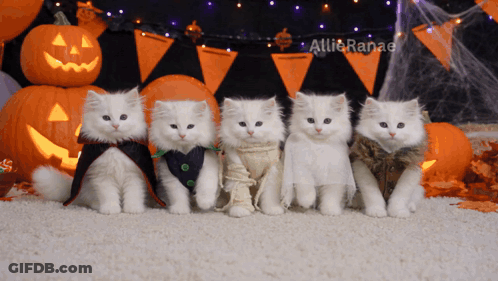Four White Kittens In Halloween Costumes With Pumpkins GIF