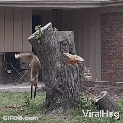 Fox And Squirrel Standing On Tree Stump In Front Of Brick House GIF